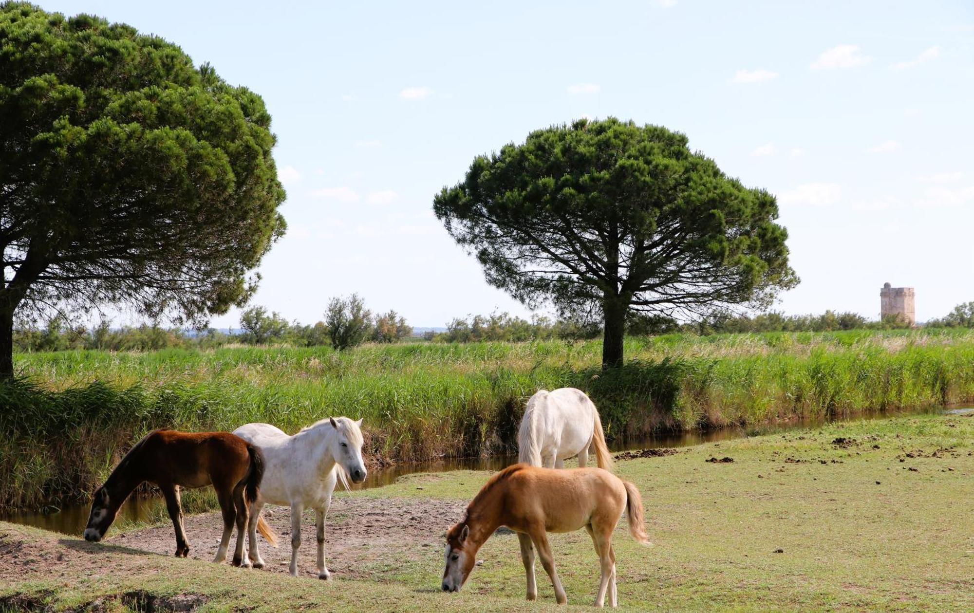 Le Mas Des Sables Aigues-Mortes Esterno foto