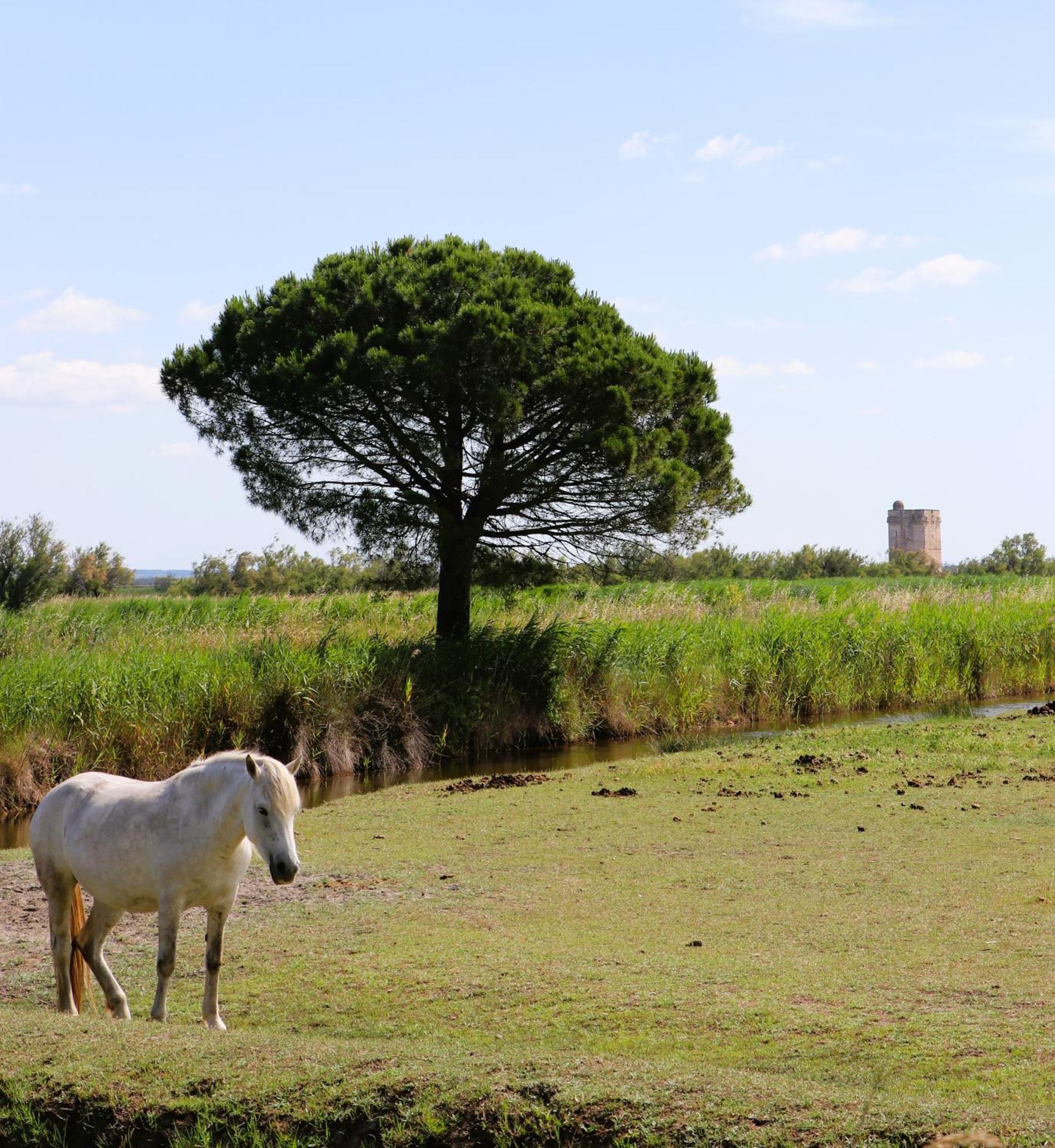 Le Mas Des Sables Aigues-Mortes Esterno foto